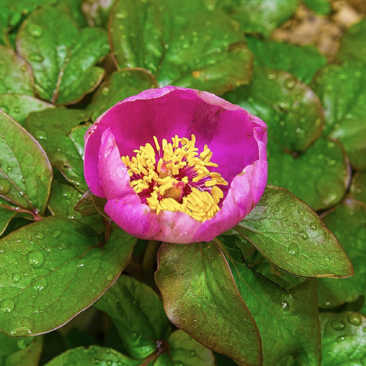 Rosa-Peonia